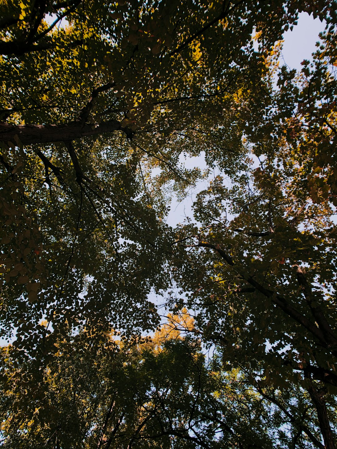 Temperate broadleaf and mixed forest photo spot Bucharest Romania