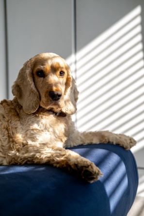 brown long coated small dog on blue and white textile