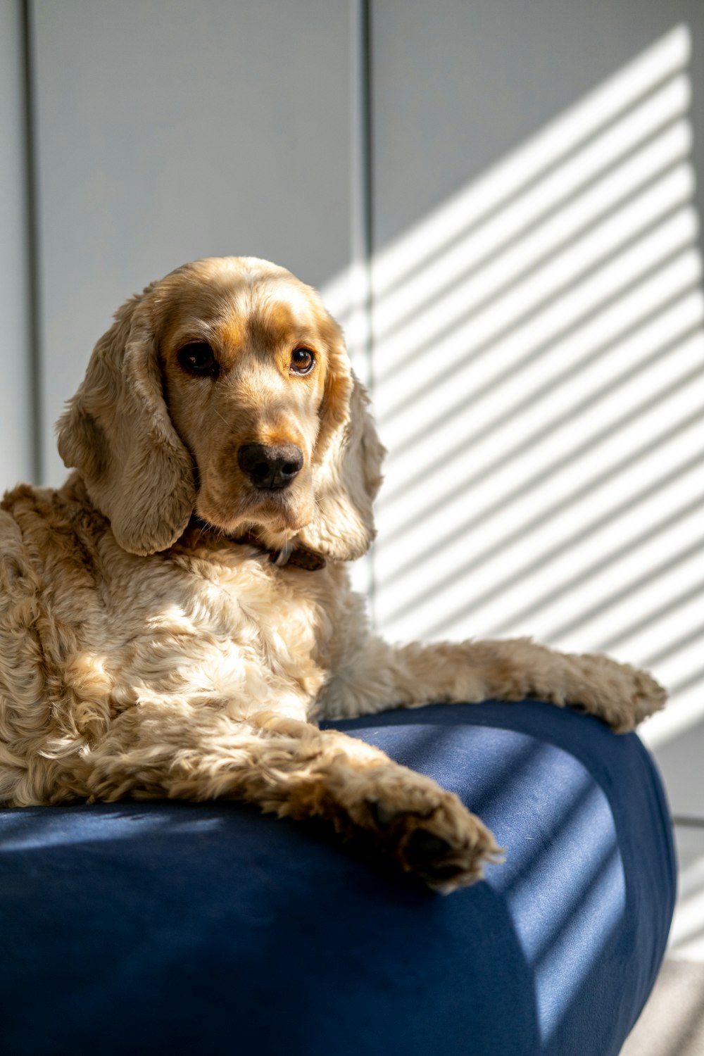 brown long coated small dog on blue and white textile