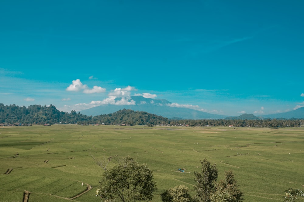 green grass field and trees under blue sky during daytime