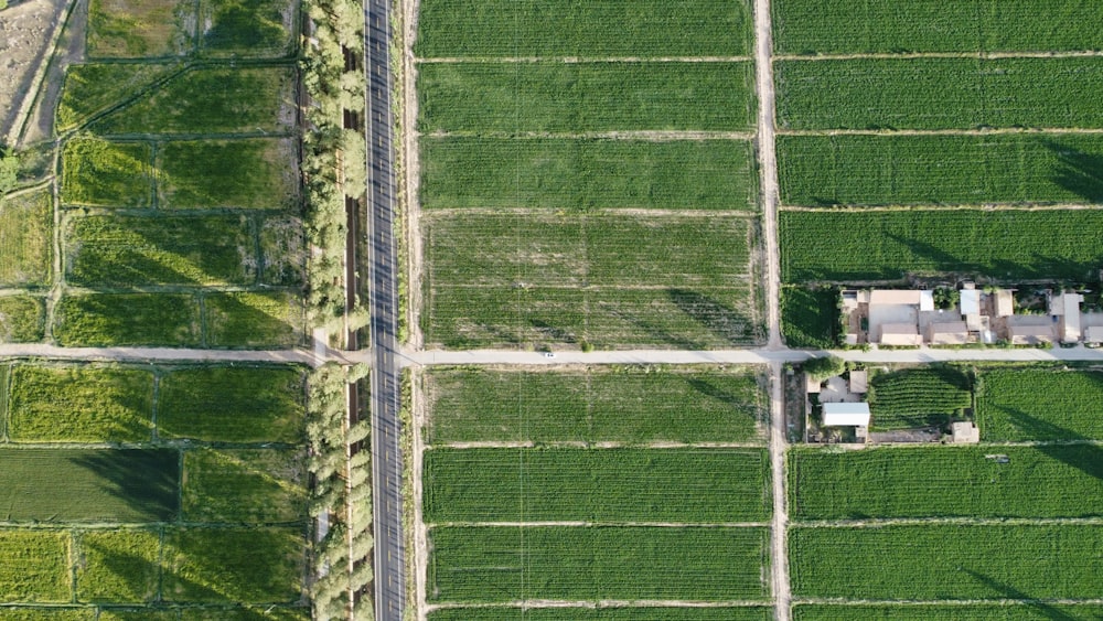 Grüner Rasenplatz tagsüber