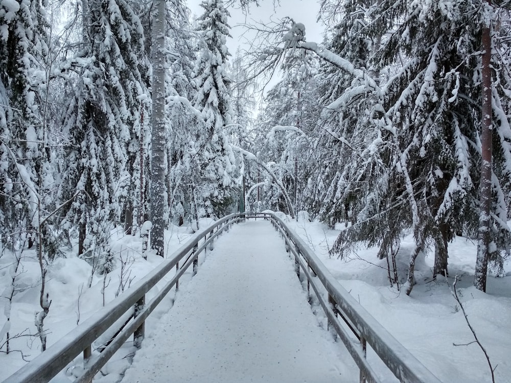 snow covered trees and bridge