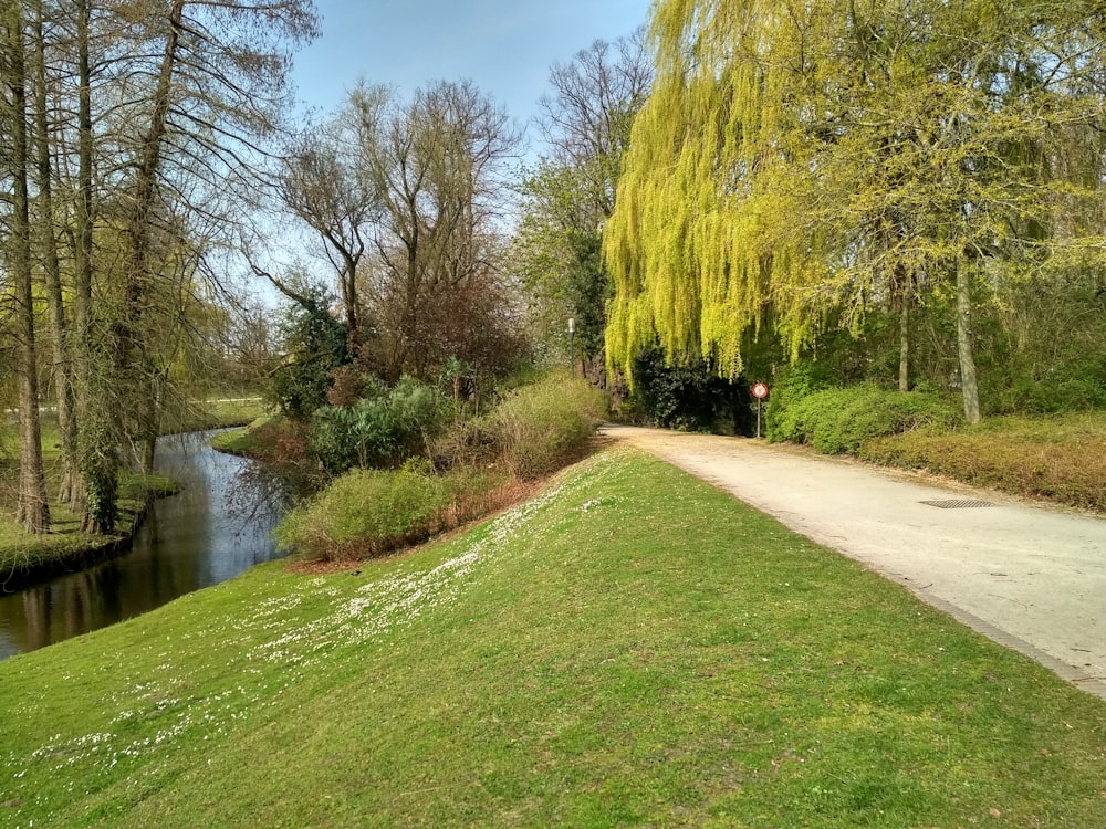 a small river running through a lush green park