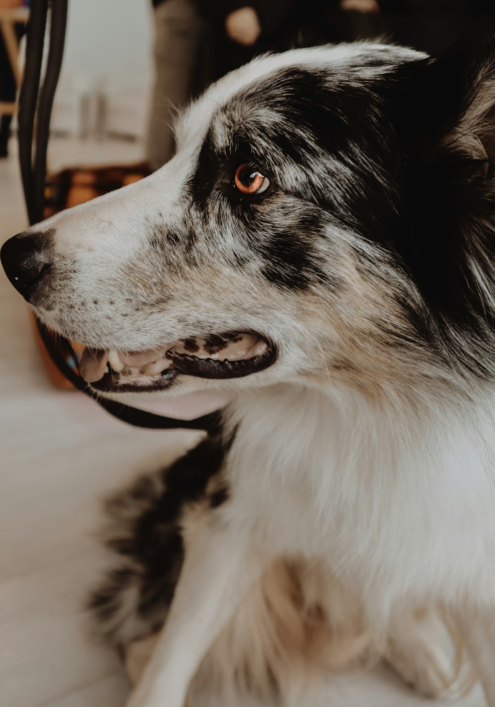 black and white border collie with brown sunglasses