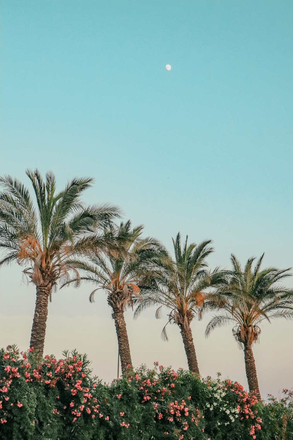 green palm trees under blue sky during daytime