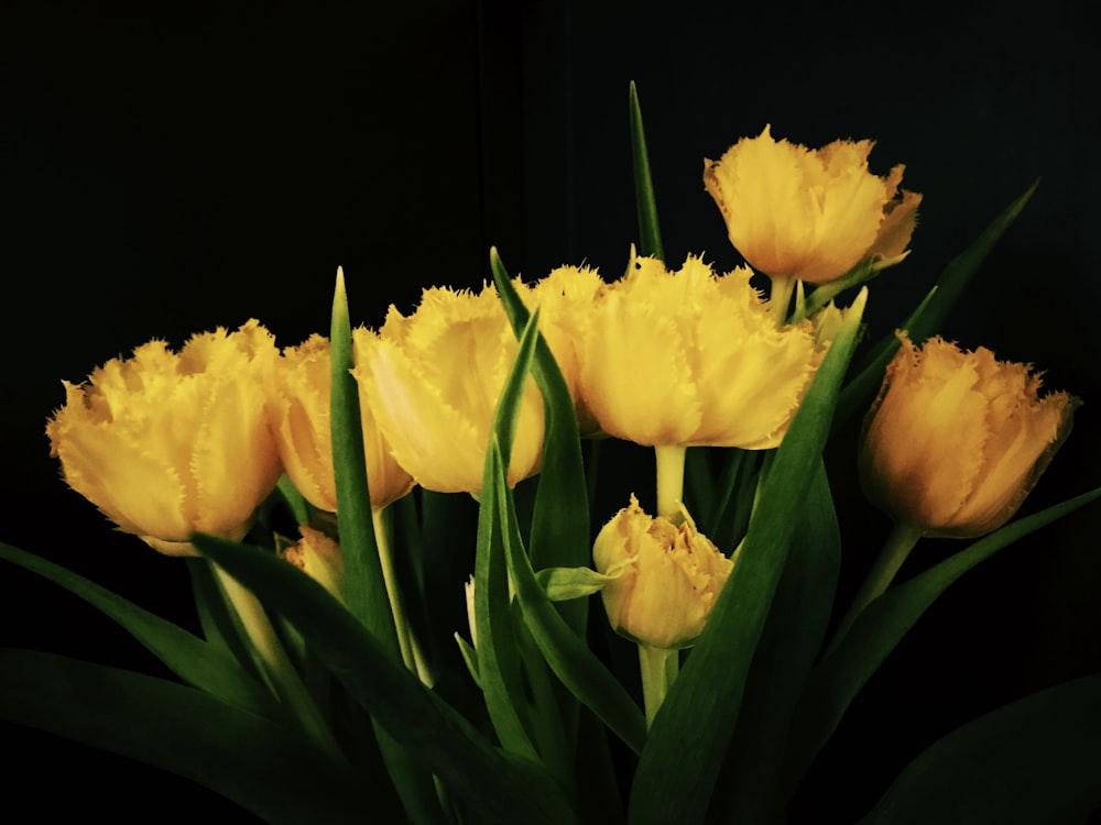 yellow tulips in bloom close up photo