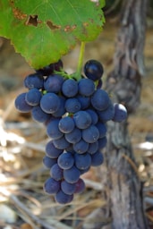 blue grapes on brown tree