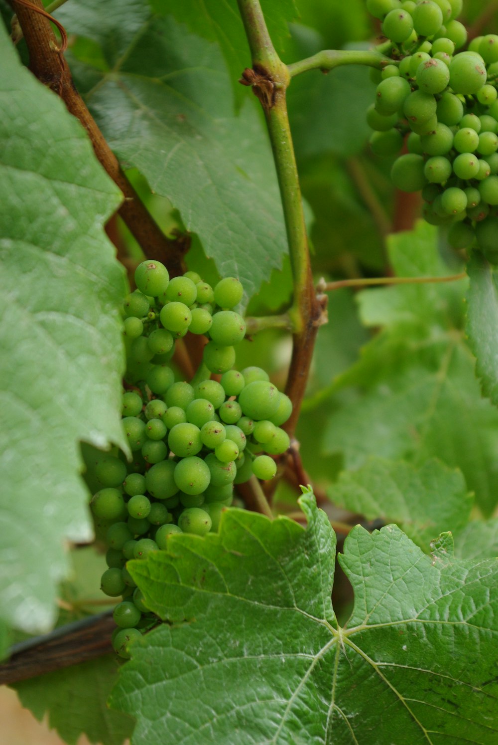 green round fruit on green leaf