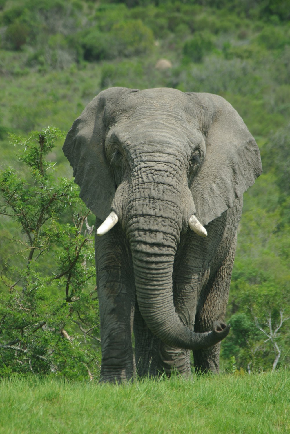elephant standing on green grass field during daytime