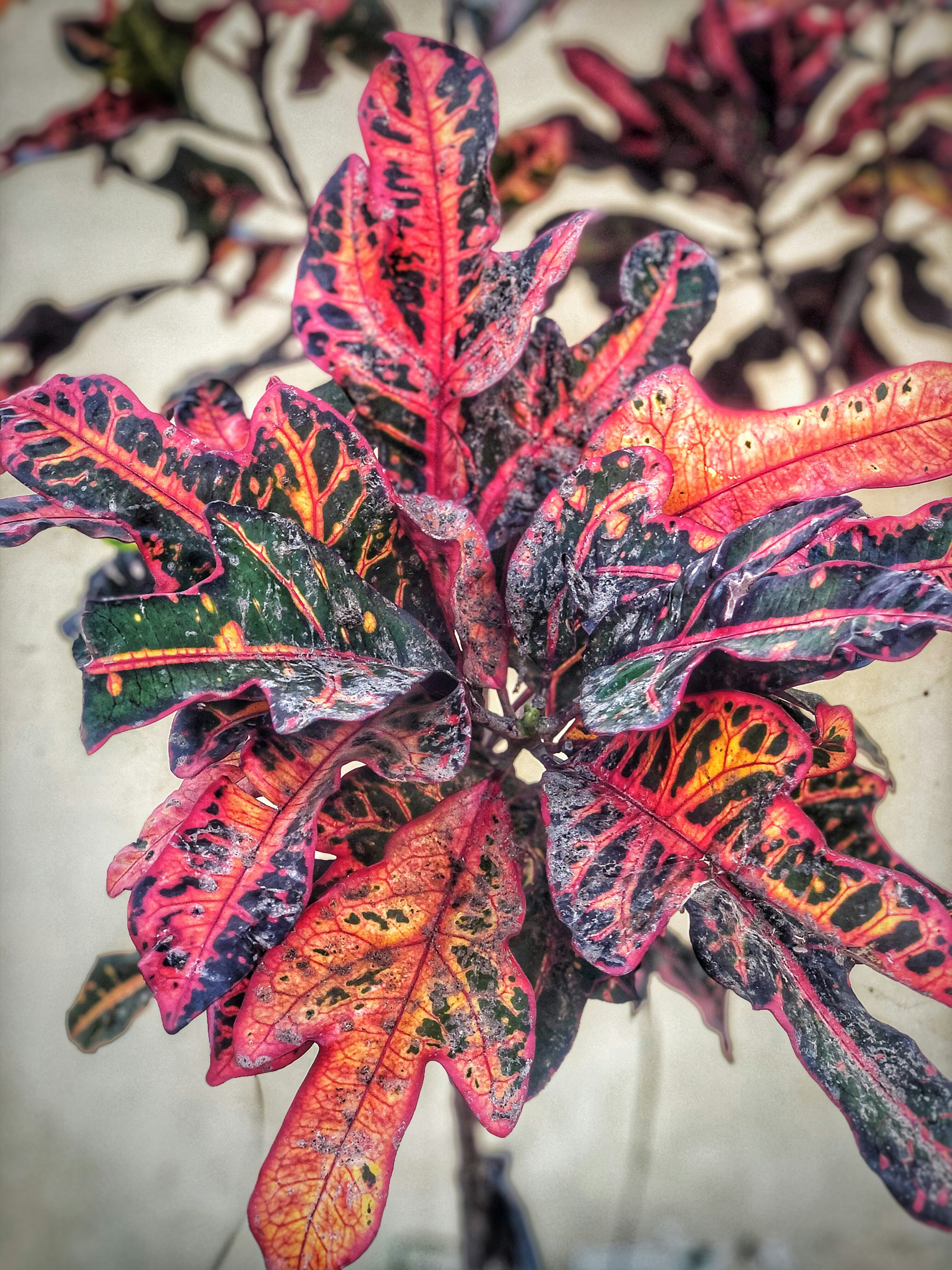 Artificial Croton Plant