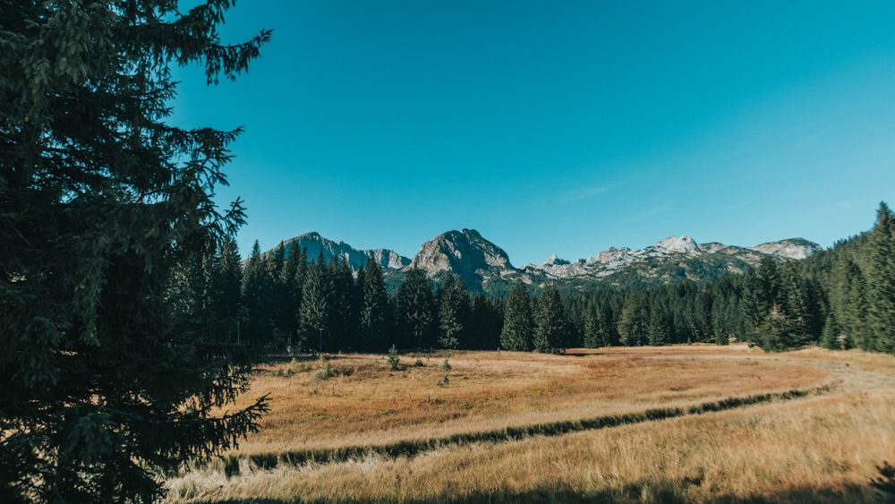 Grüne Bäume und Berge unter blauem Himmel tagsüber