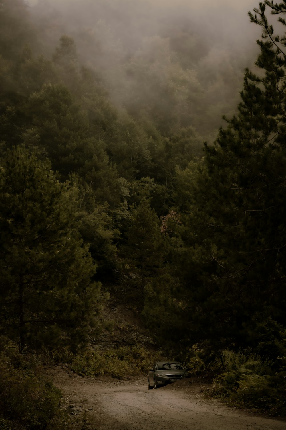 green trees under white clouds