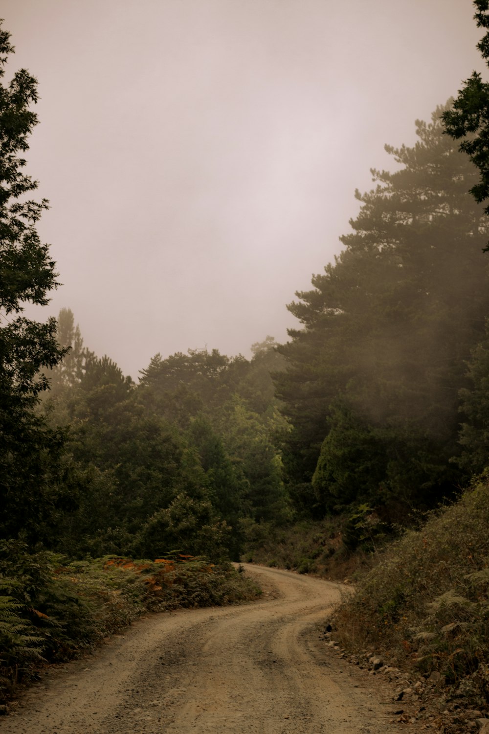 green trees beside road during foggy day