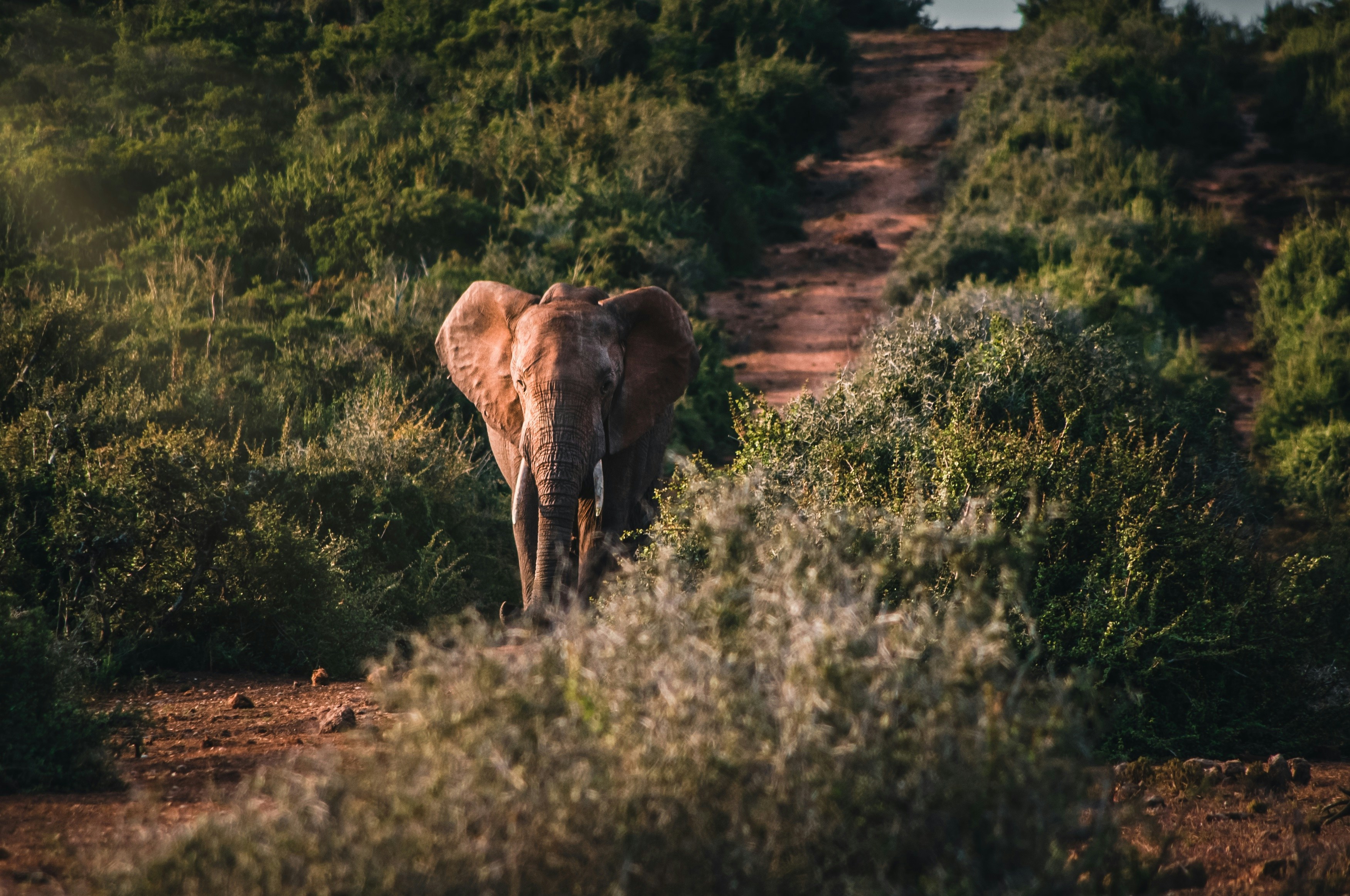 brown elephant on green grass field during daytime
