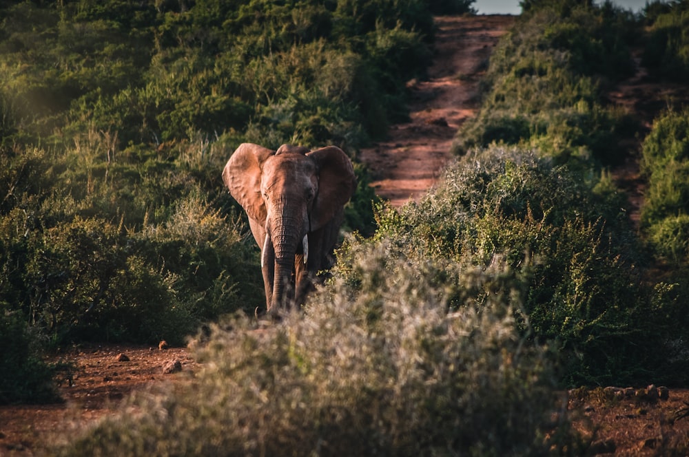 brown elephant on green grass field during daytime