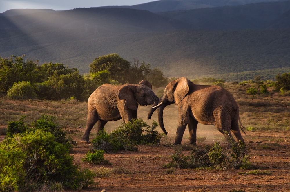 brown elephant on brown field during daytime