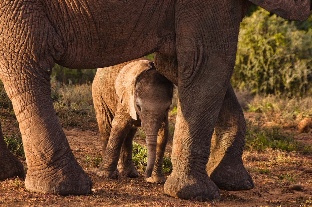 two brown elephants walking on brown soil