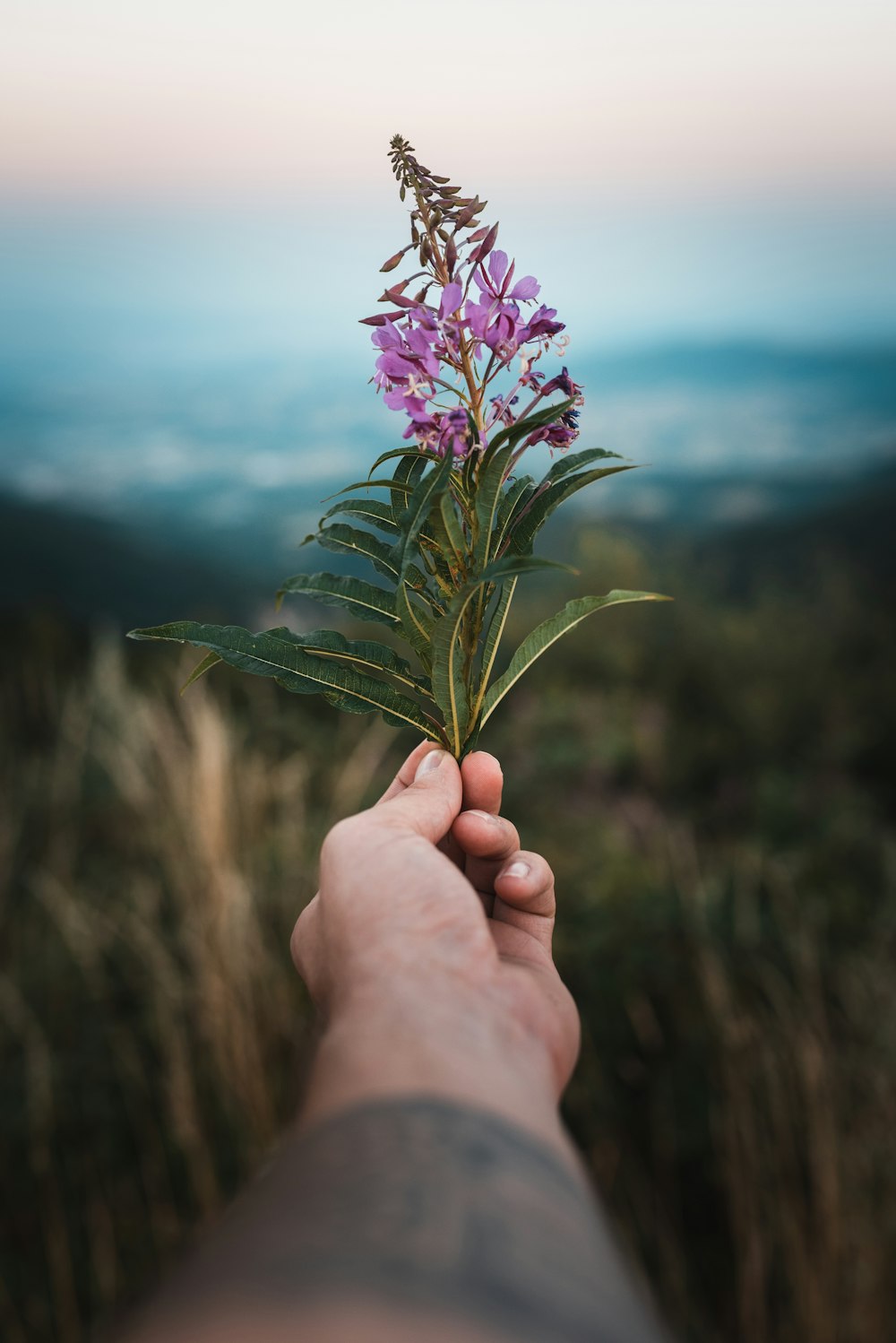 person holding purple flower during daytime