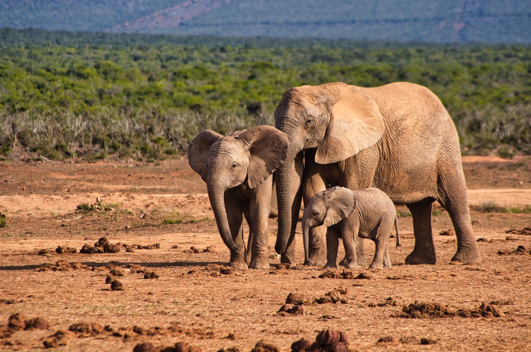 two brown elephants on brown soil during daytime