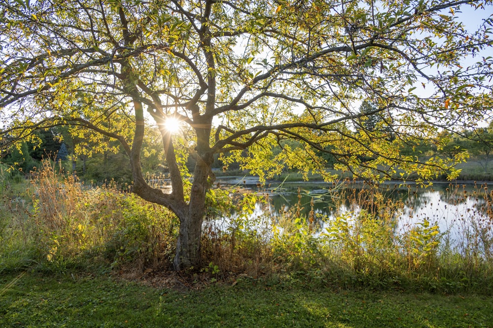 Grünes Grasfeld mit Bäumen tagsüber