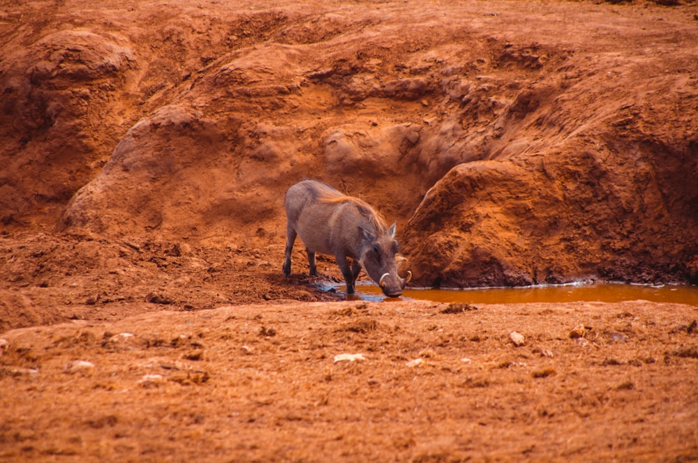 gray rhinoceros on brown ground during daytime