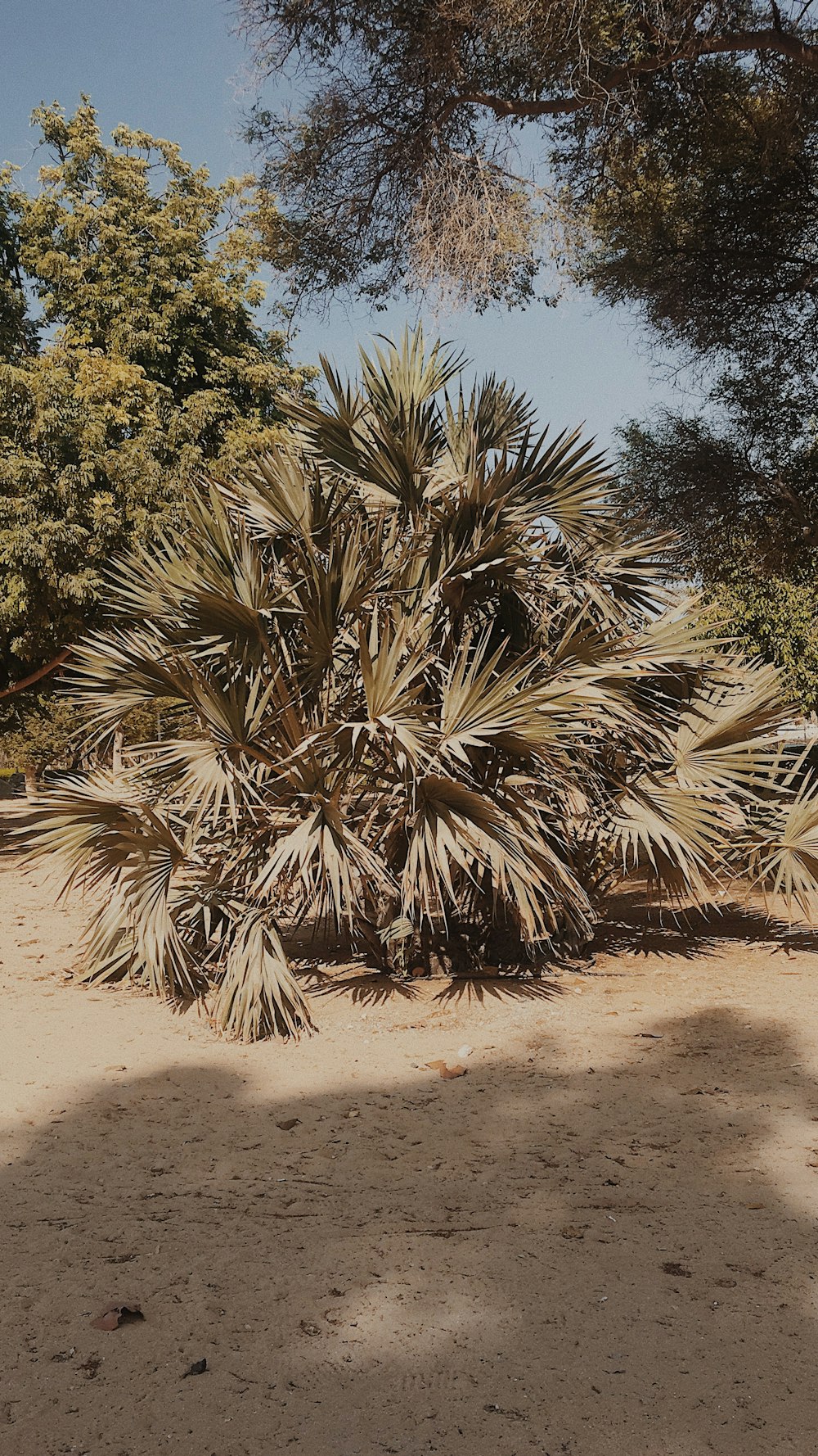 green palm tree on brown sand during daytime