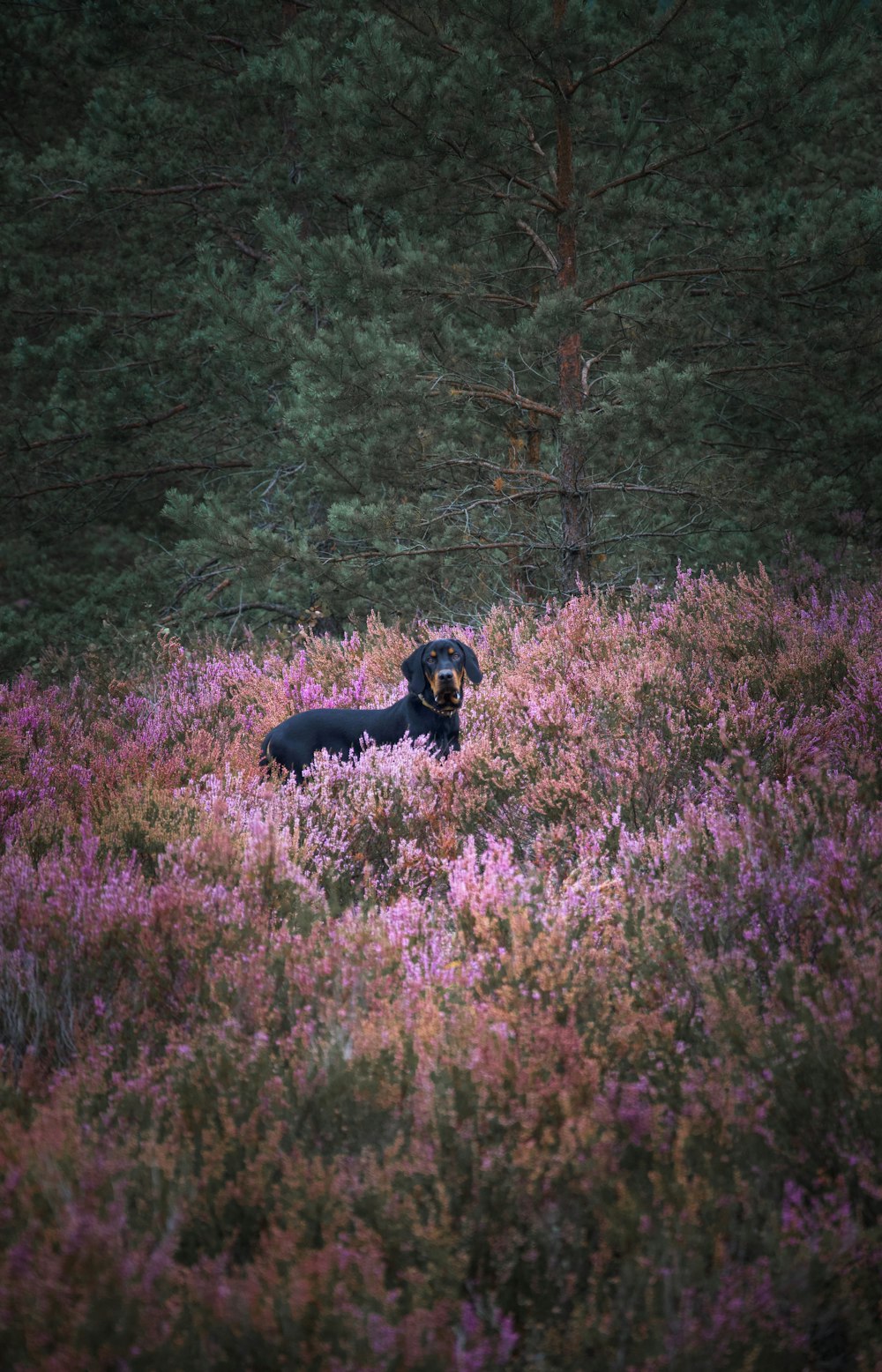 chien noir à poil court sur le champ de fleurs violettes pendant la journée