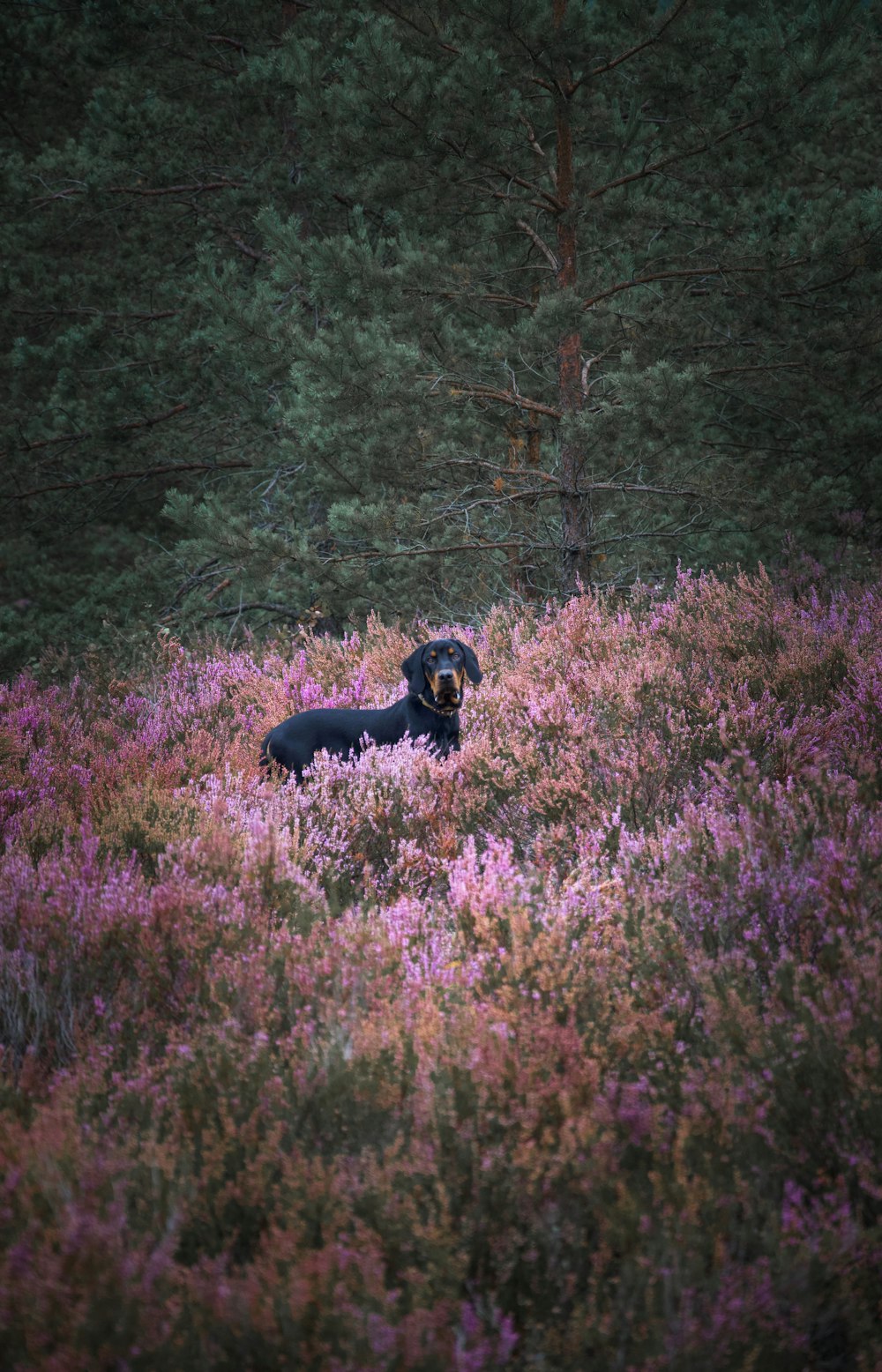 black short coated dog on purple flower field during daytime