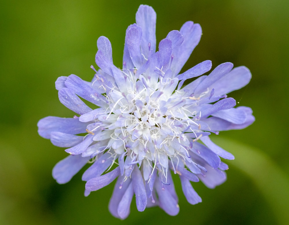 fleur violette dans un objectif macro photo – Photo Gale des champs  Gratuite sur Unsplash