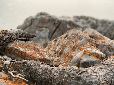 A close-up of rocky terrain covered with orange-tinted lichen or moss, providing a textured and earthy surface. The rocks are rough and rugged, with a natural weathered appearance against a blurred background.