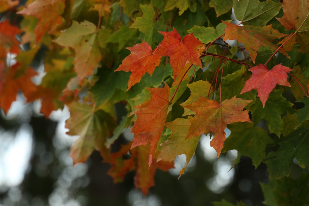 feuilles d’érable rouges et vertes