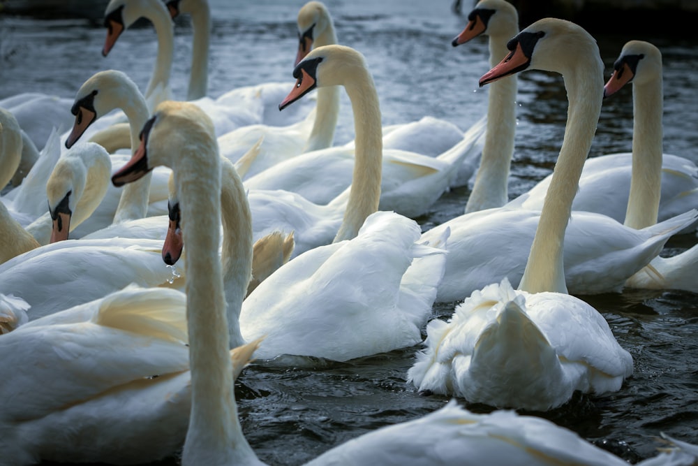 white swan on body of water during daytime