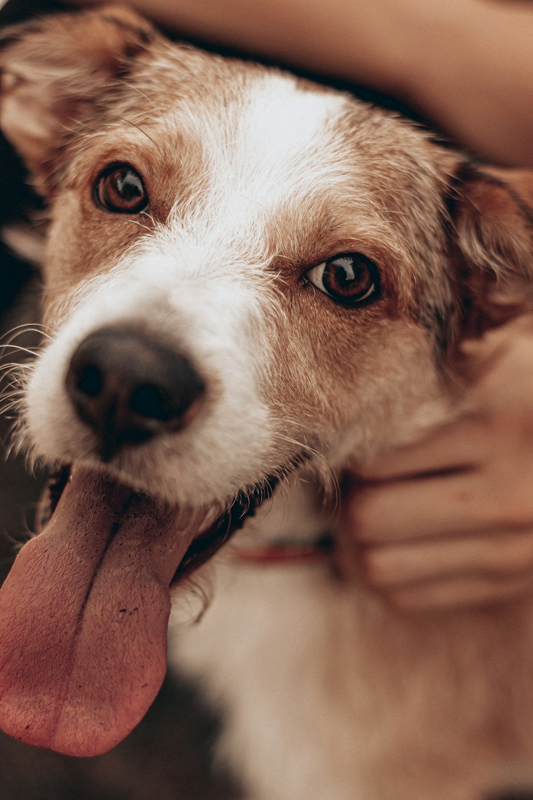 white and brown short coated dog