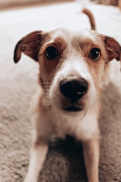 Close-up portrait of a curious beagle with soulful eyes.
