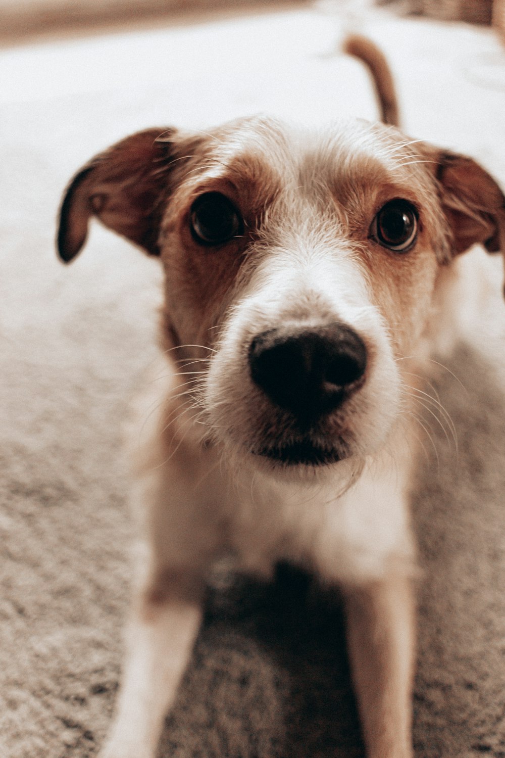 white and brown short coated dog