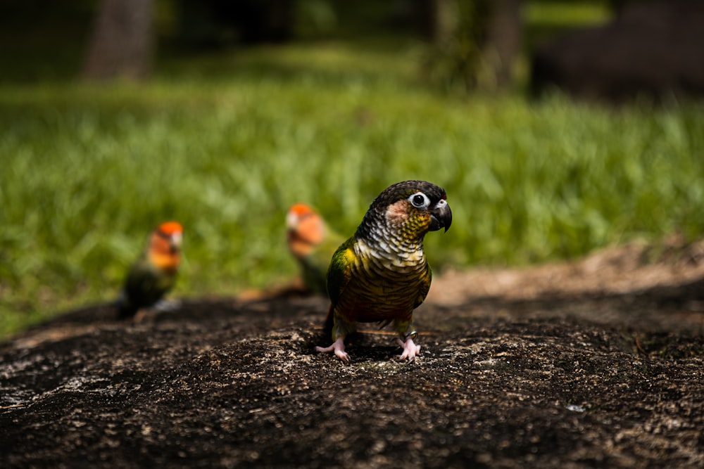 black yellow and red bird on ground during daytime