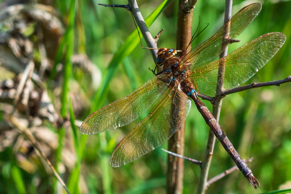 brown and black dragonfly perched on brown stem in close up photography during daytime