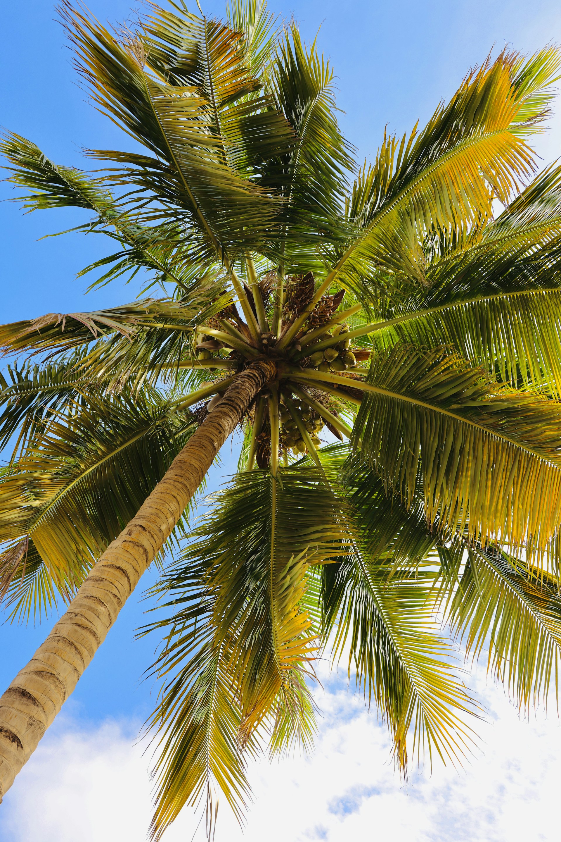 green palm tree under blue sky during daytime
