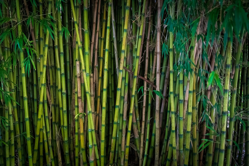 green bamboo tree during daytime