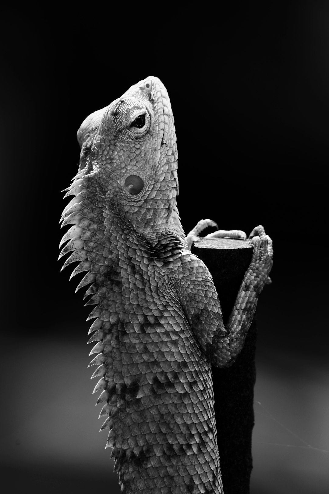 brown and black bearded dragon photo Free Image on Unsplash brown and black bearded dragon photo Free Image on Unsplash