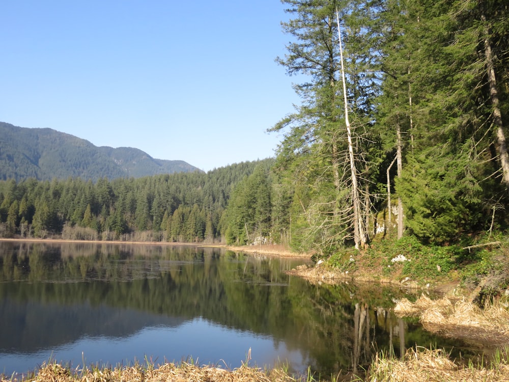 green trees near lake during daytime