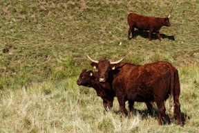 brown cow on green grass field during daytime