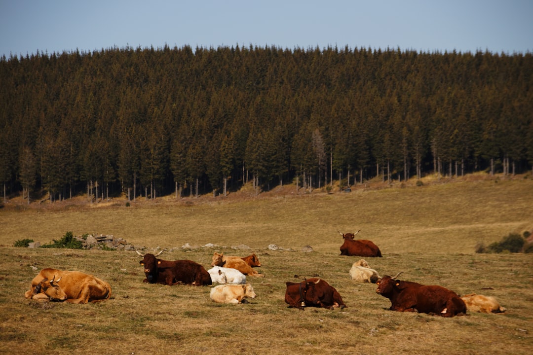 Tundra photo spot Auvergne France