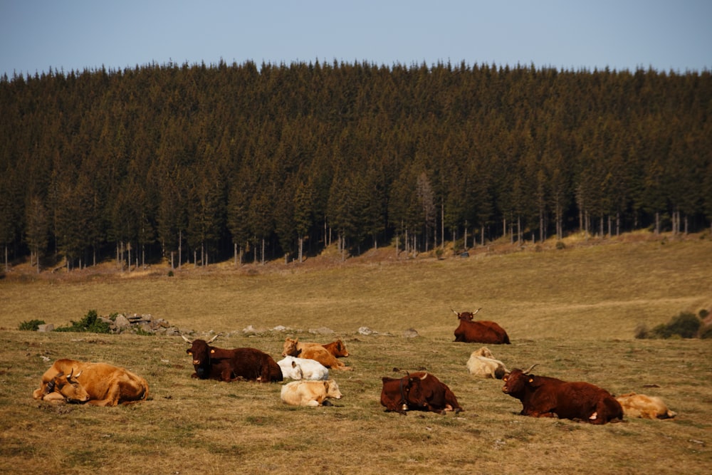 昼間の緑の芝生に浮かぶ茶色と白の牛の群れ
