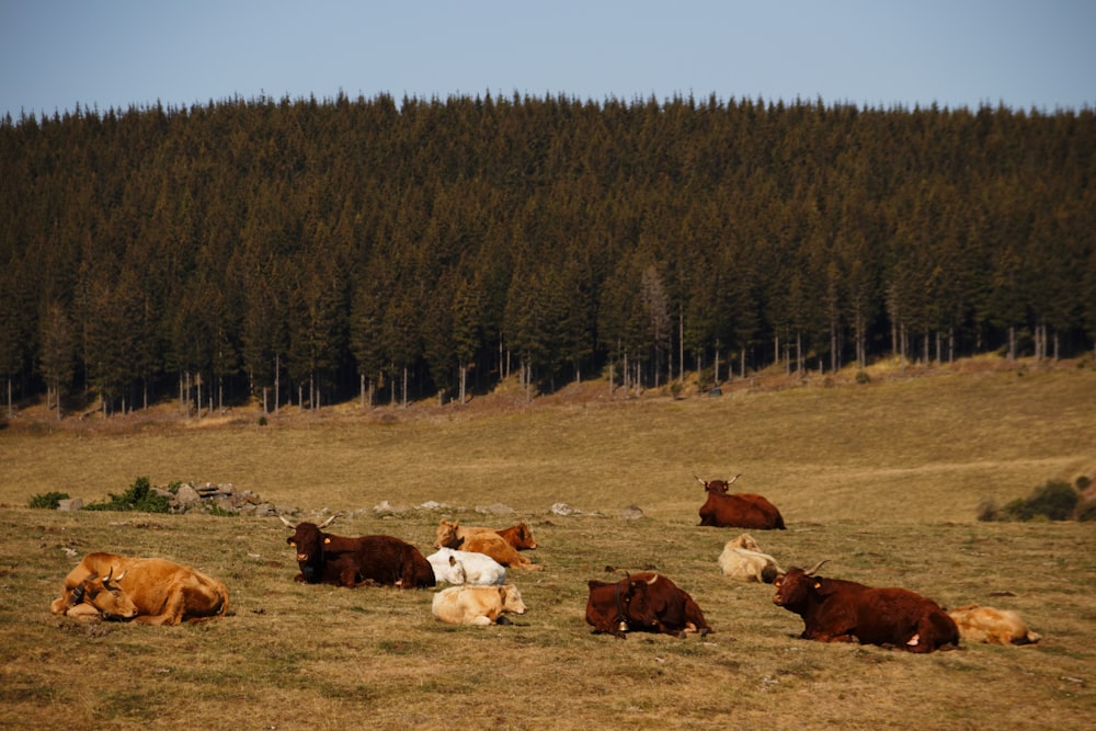 Rebaño de vacas marrones y blancas en campo de hierba verde durante el día