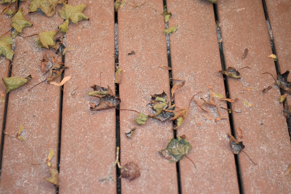 foglie verdi su pavimento di mattoni marroni