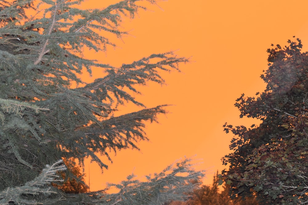 green trees under white sky during daytime