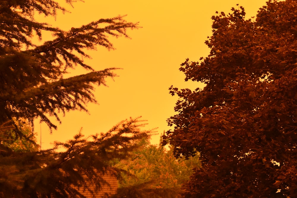 árvores verdes sob o céu branco durante o dia