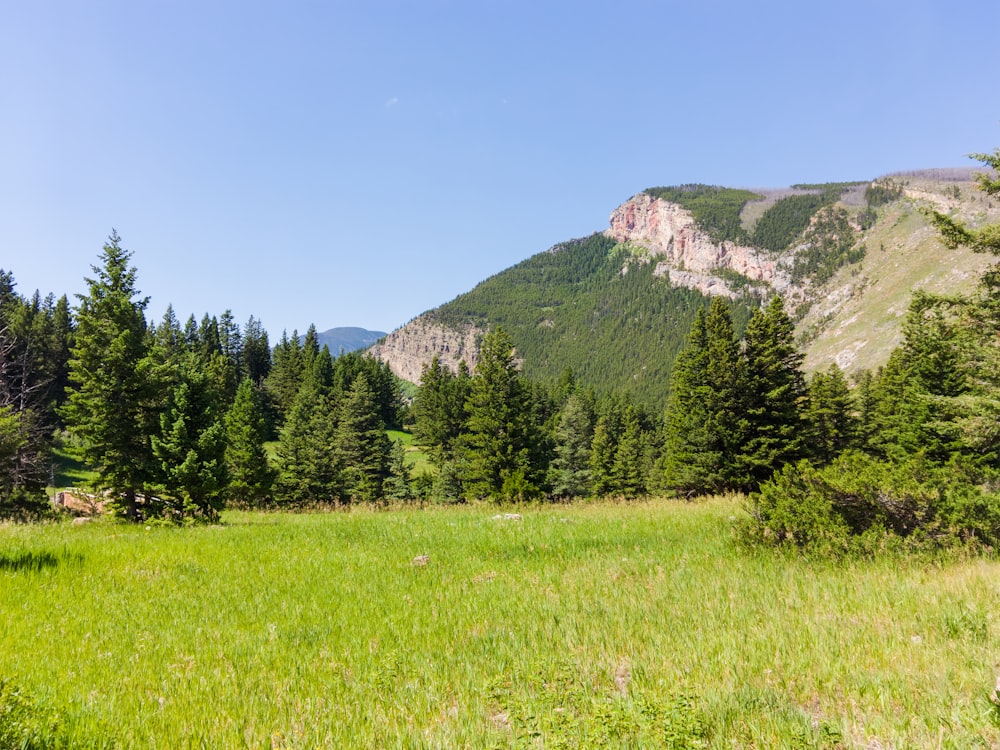 green pine trees near mountain under blue sky during daytime