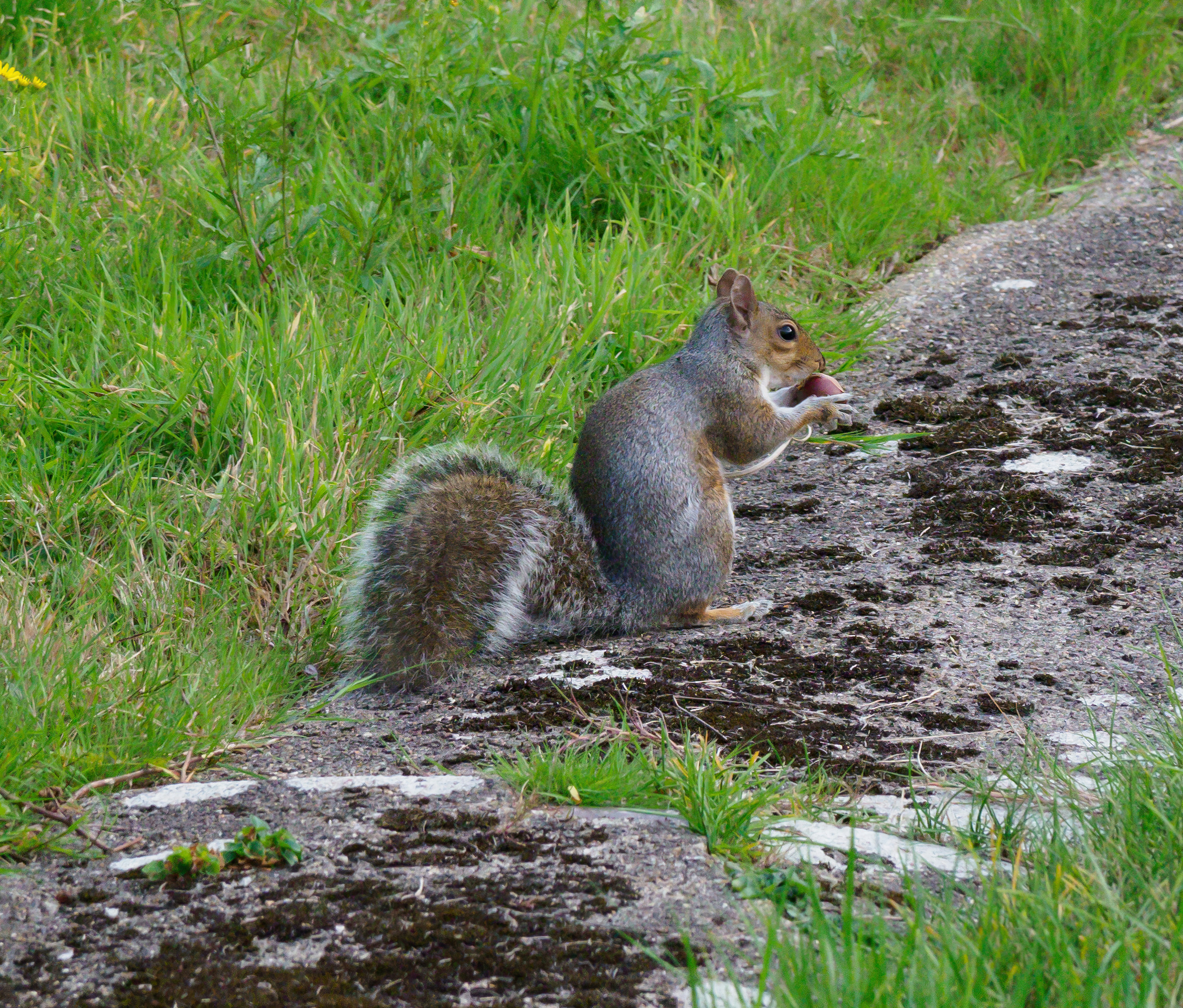 Photo by brett_jordan